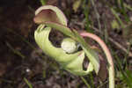 Purple pitcherplant